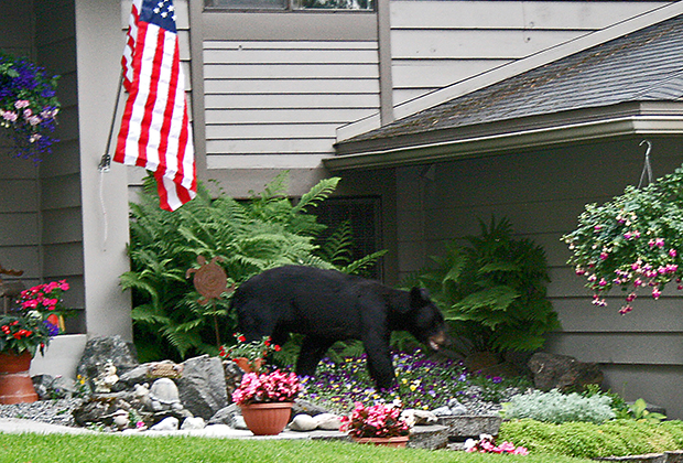 Черный медведь на лужайке дома