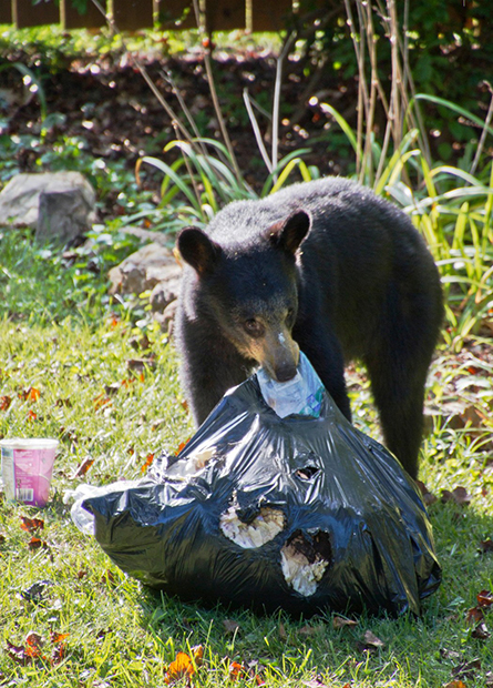 Черный медведь и мусорный мешок