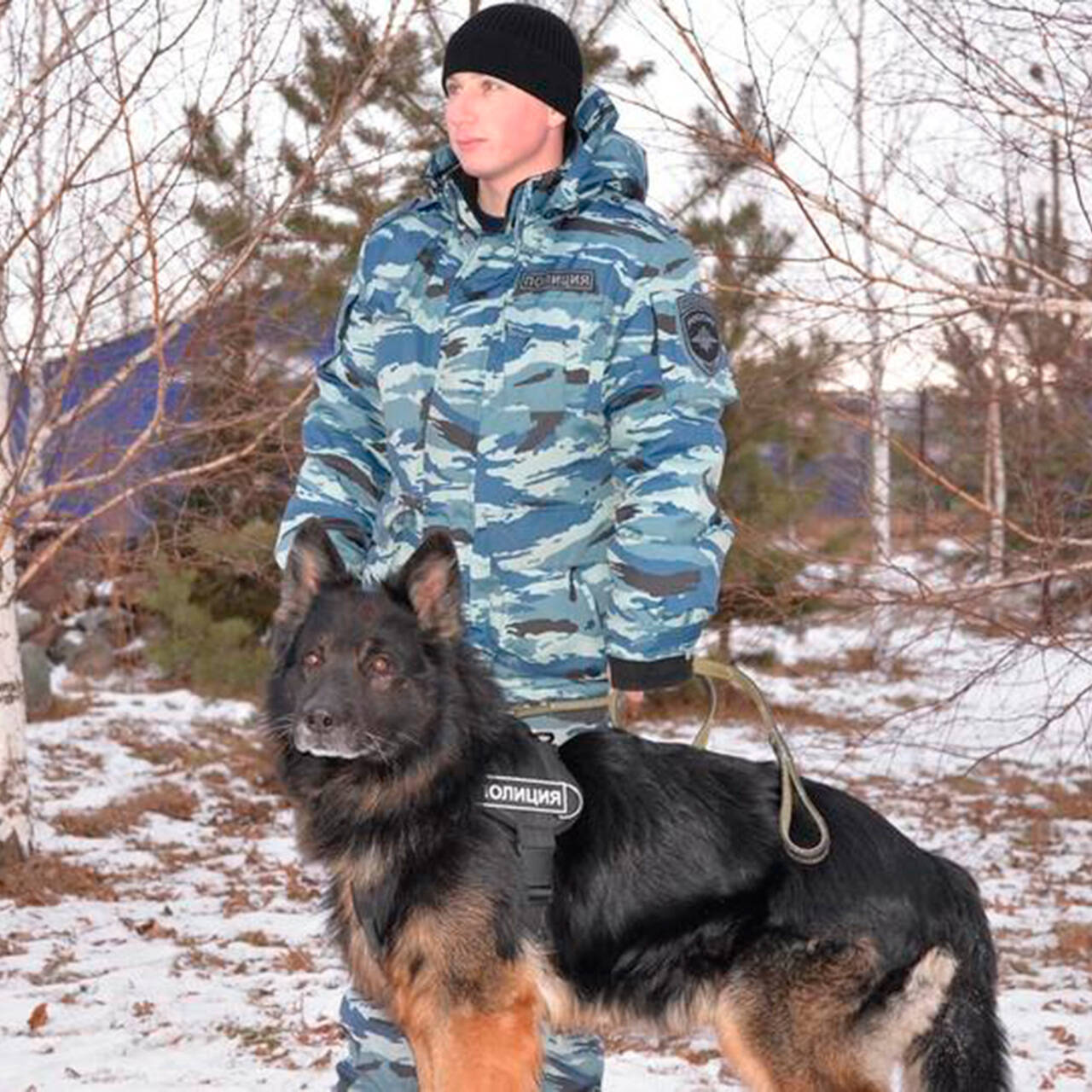 Российская полицейская овчарка учуяла преступников за два километра: Полиция  и спецслужбы: Силовые структуры: Lenta.ru