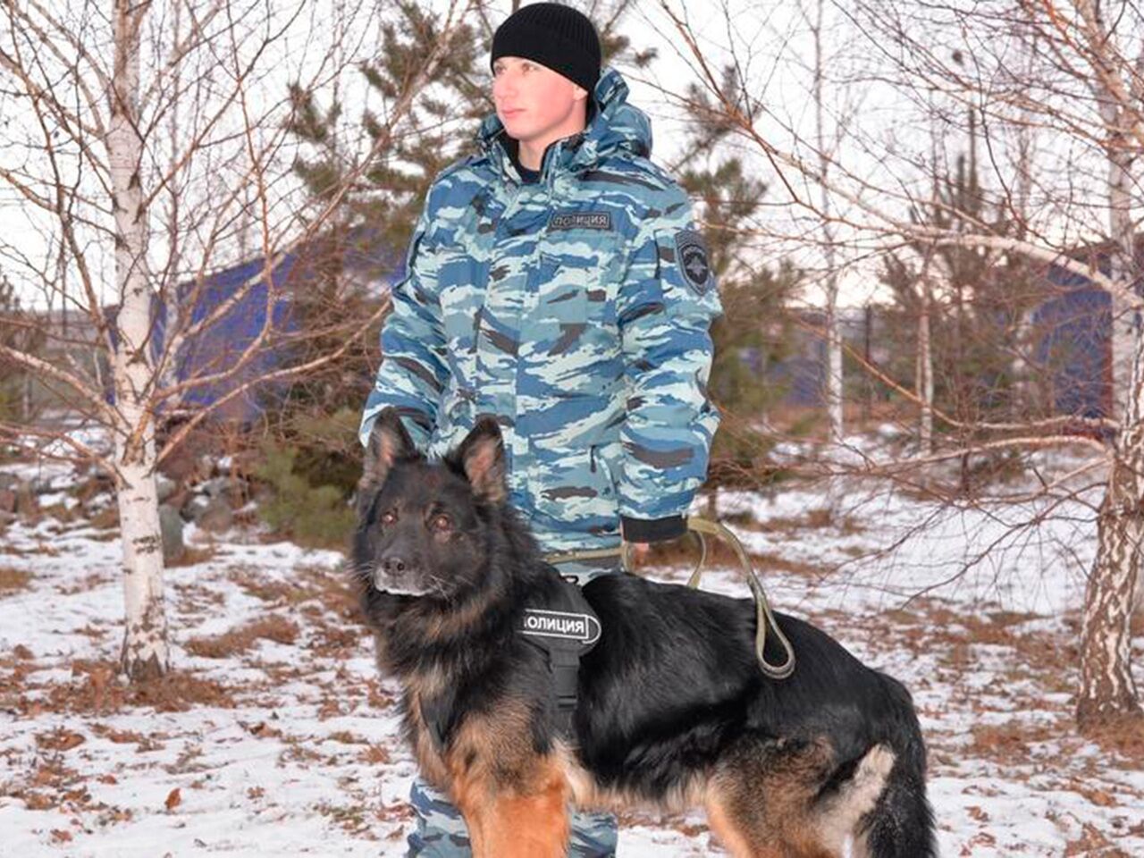 Российская полицейская овчарка учуяла преступников за два километра: Полиция  и спецслужбы: Силовые структуры: Lenta.ru