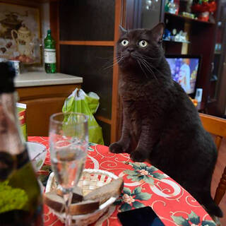 Черный Кот Новый Год
