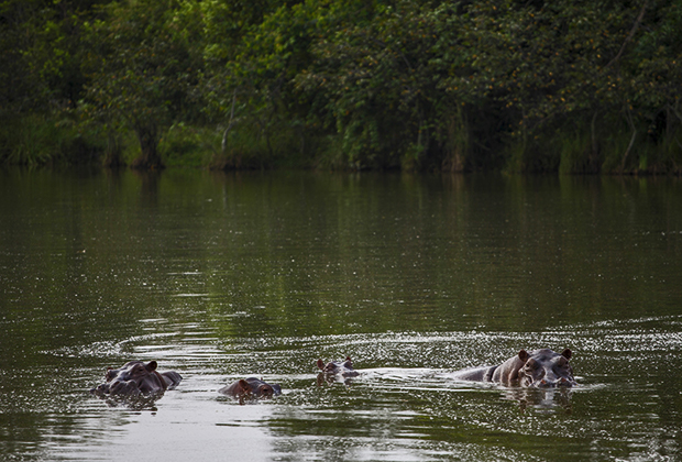 Бегемоты в пруду на территории гасиенды «Неаполь»