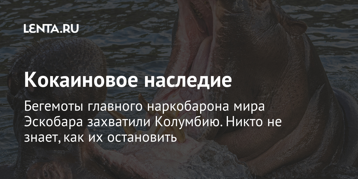 Кокаиновое наследие бегемоты главного наркобарона мира эскобара захватили колумбию. Никто не знает, как их остановить