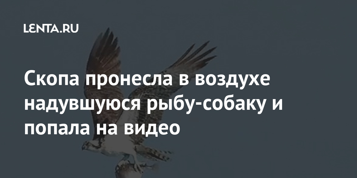 Скопа пронесла в воздухе надувшуюся рыбу-собаку и попала на видео