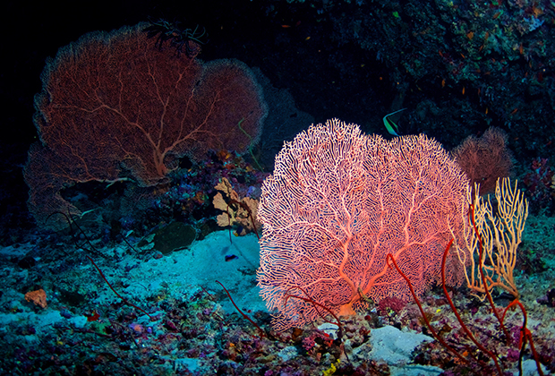 Кораллы Индийского океана