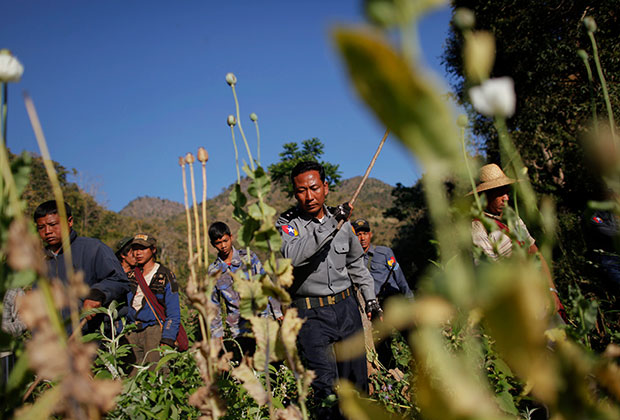 Уничтожение полей опиумного мака в штате Шан в Мьянме