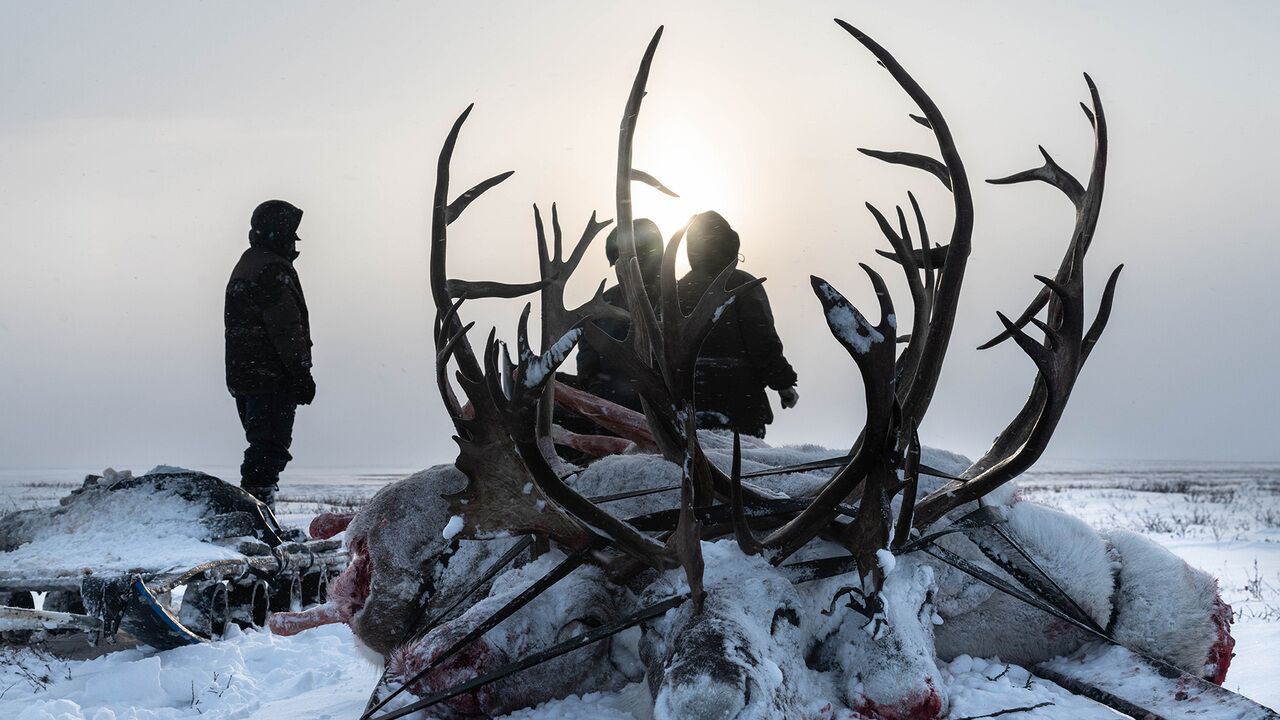 «Во время интервью на меня наставили пистолет» Фотограф прожил месяц среди  нганасан, долган и других коренных народов Русского Севера: Люди: 69-я  параллель: Lenta.ru