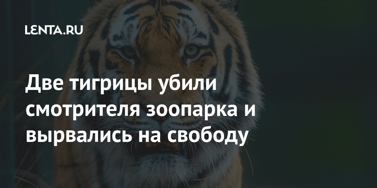 Тигр бывало так что не слышали звонок в дверь или зов супруга из соседней комнаты