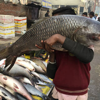 Мальчик несет рыбу на рынок в Праяграджа