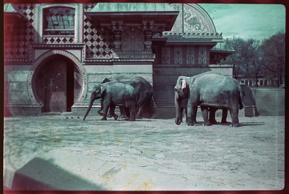 Слоновник в Берлинском зоопарке. 1942-1943 годы.