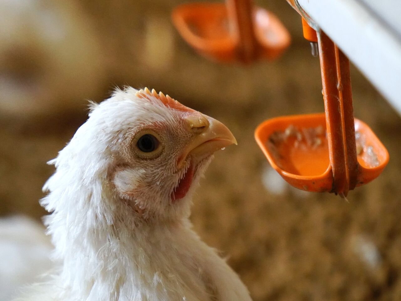 Оценена вероятность заражения птичьим гриппом через мясо курицы: Наука:  Наука и техника: Lenta.ru