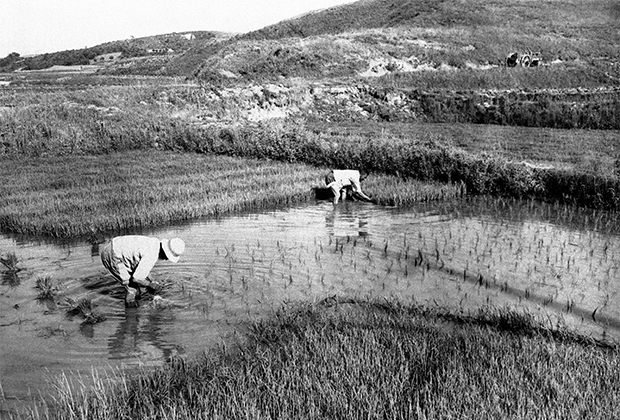 Рисовая плантация на юге Корейского полуострова в 1947 году