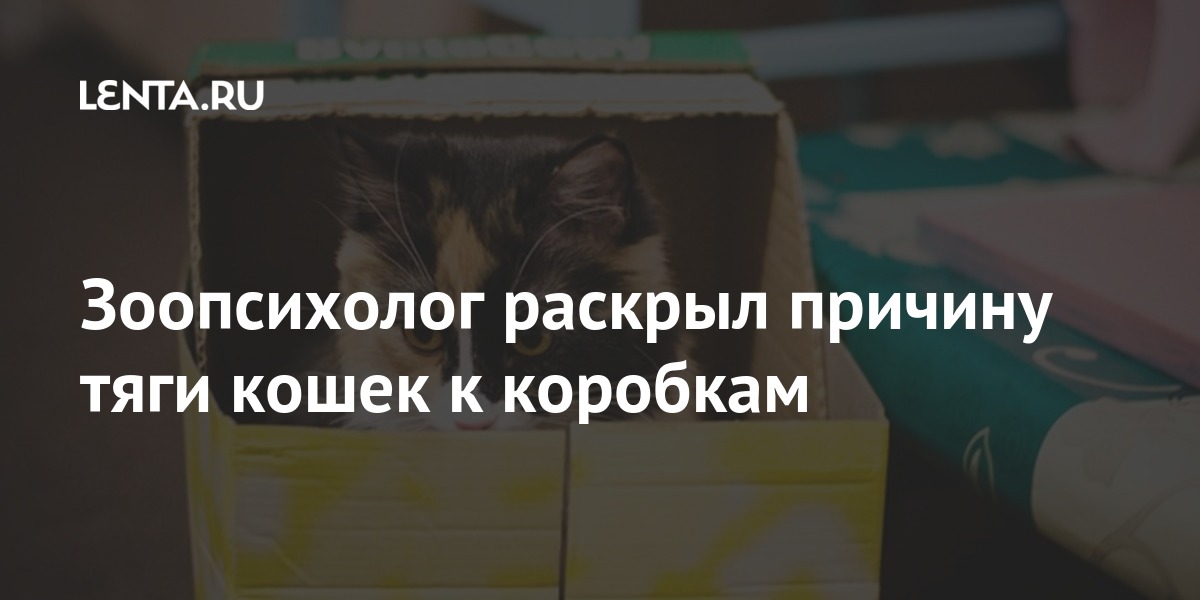 Зоопсихолог для кошек