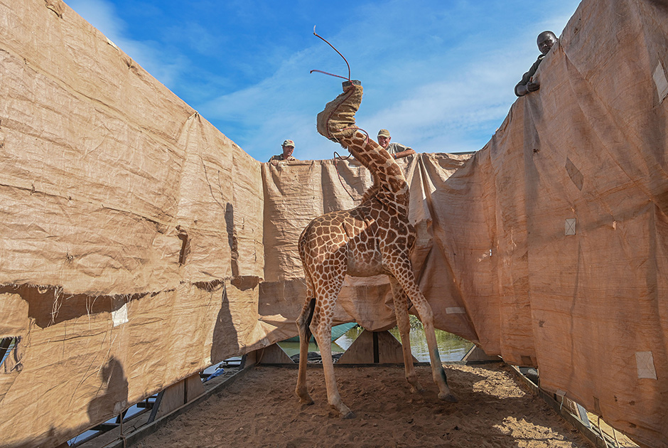Жирафа Ротшильда (Giraffa camelopardalis rothschildi) перевозят в безопасное место с помощью специально построенной баржи. Животное перевозили по озеру Баринго на западе Кении с пострадавшего от наводнения острова Лонгичаро.

Жирафы Ротшильда — подвид северных жирафов — считаются крайне редким видом и даже находятся под угрозой исчезновения. Жирафы — самые высокие наземные млекопитающие в мире, а жираф Ротшильда выделяется высотой и среди своих сородичей. Некоторые особи способны вырастать до шести метров.

Лонгичаро когда-то был полуостровом, но из-за повышения уровня воды в озере Баринго за последние десять лет суши становилось все меньше. Сильнейшие дожди в 2019 году вызвали новые наводнения. В результате сразу девять жирафов оказались на острове без возможности его покинуть. Местные зоозащитники построили баржу, чтобы перевезти животных в заповедник Руко на берегу озера. Но животные никак не хотели покидать родные места, поэтому их пришлось усыплять, чтобы перенести на баржу. Использование транквилизаторов для жирафов довольно опасно, поэтому ветеринар был всегда на месте событий, чтобы при необходимости им помочь.