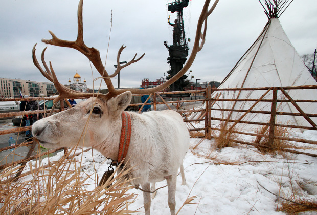 Олень на празднике коренных народов Сибири в парке «Музеон» в Москве