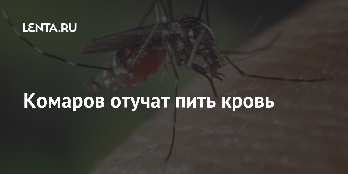 Отучить пить ночью. Гены комара. Комар на руке пьющий кровь. Насекомые пьет кровь человека.