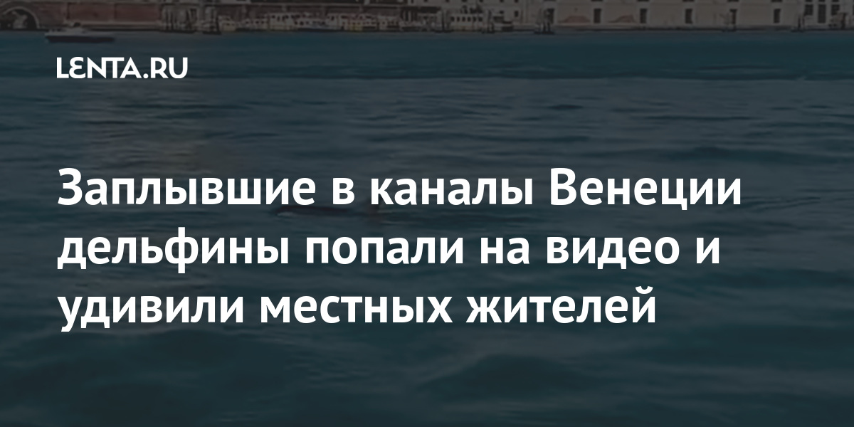 Дельфины в каналах венеции