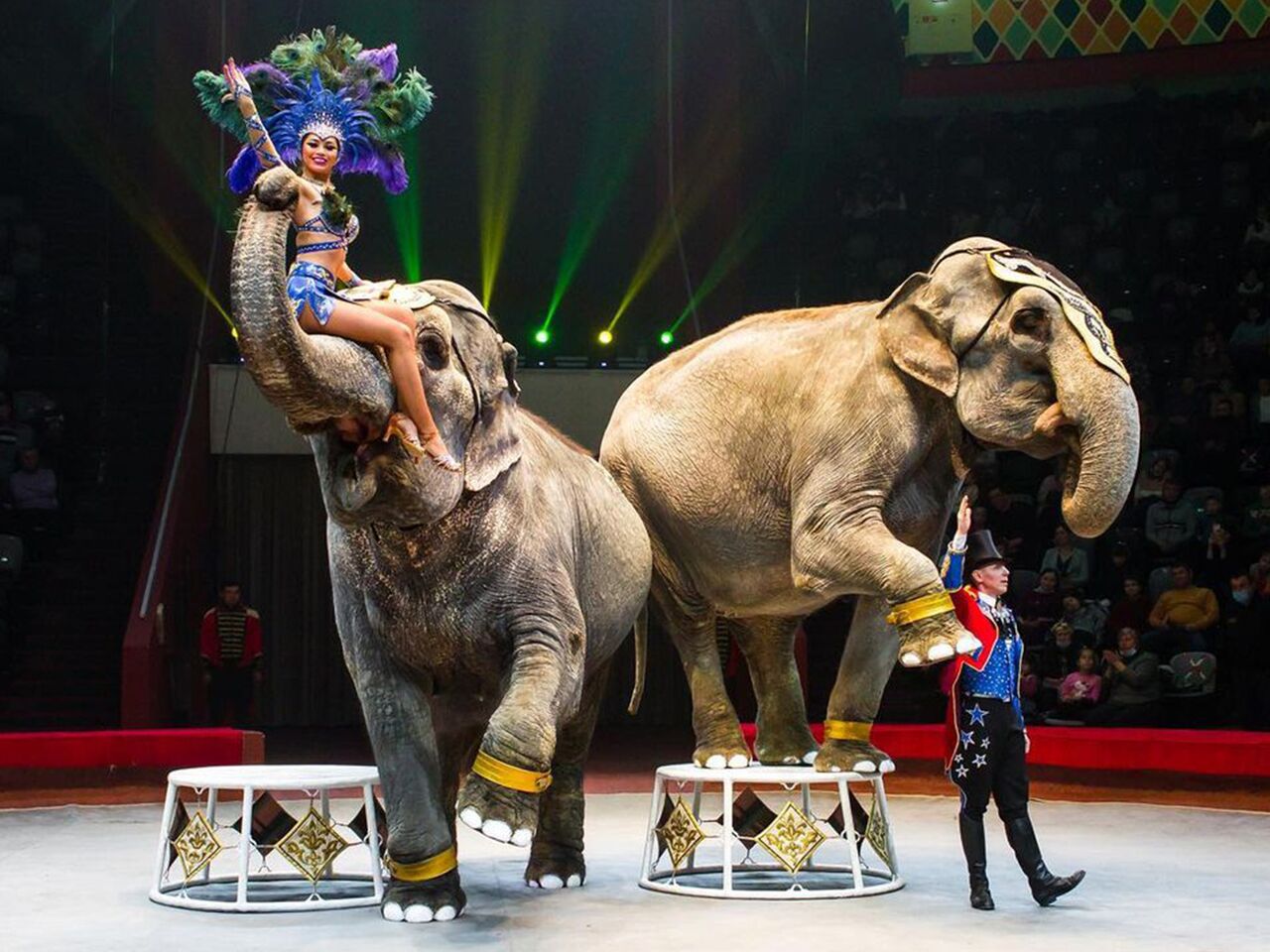 Казанский цирк шоу слонов