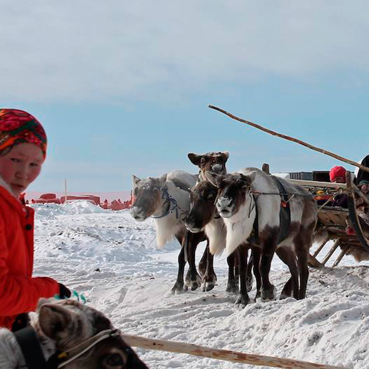 Жители заполярья. Мурманск март. День селфи 21 июня. Мурманск горка. Жители заполярья.