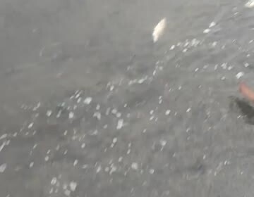 Усыпанные сельдью берега Сахалина показали на видео
