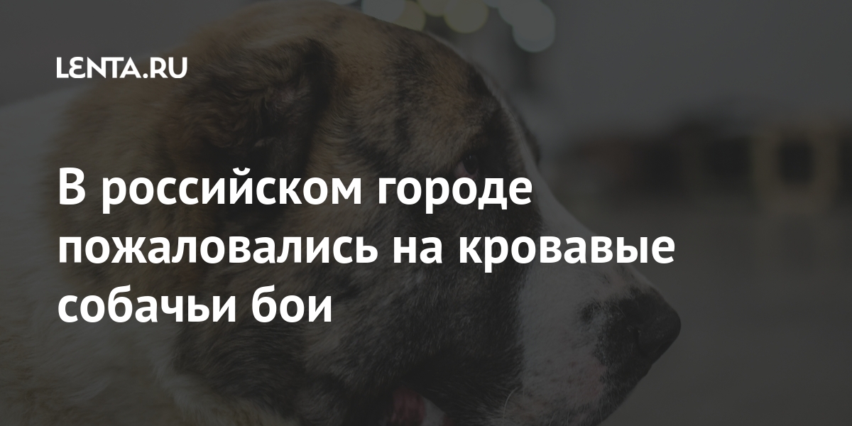 В российском городе пожаловались на кровавые собачьи бои 1 share 3a6ca5519b61df741673313bc122f886 В российском городе пожаловались на кровавые собачьи бои