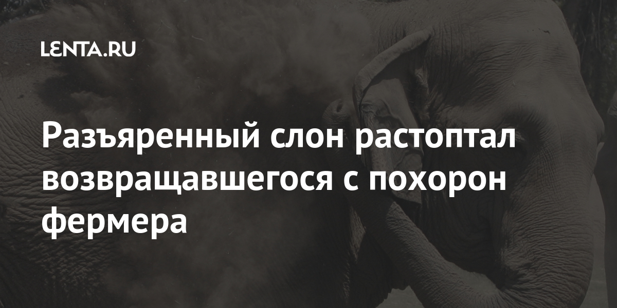 Разъяренный слон растоптал возвращавшегося с похорон фермера 1 share a1c00ba65ed28bc1b0ffcb3e3e8aa66c Разъяренный слон растоптал возвращавшегося с похорон фермера