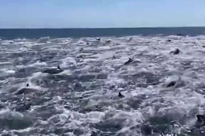 Тысяча дельфинов проплыла рядом с лодкой и попала на видео
