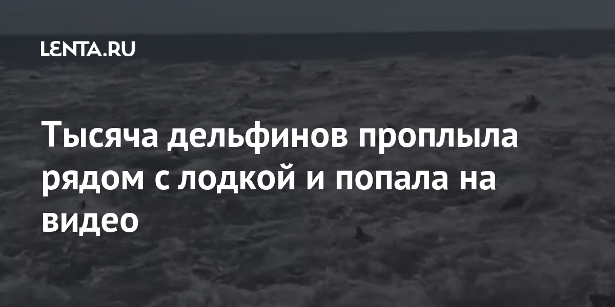 Тысяча дельфинов проплыла рядом с лодкой и попала на видео 1 share 50d971313cfa56eba9ccc1b784e10501 Тысяча дельфинов проплыла рядом с лодкой и попала на видео