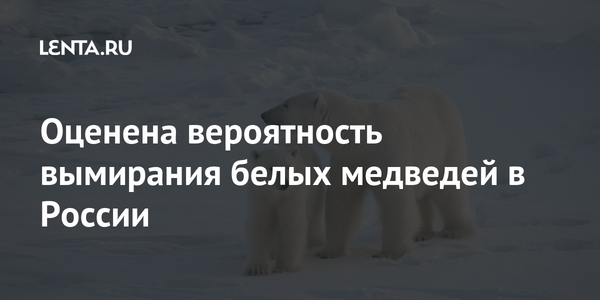 Оценена вероятность вымирания белых медведей в России 1 share 40d99a0a804b602a221a9d8fa29506cf Оценена вероятность вымирания белых медведей в России