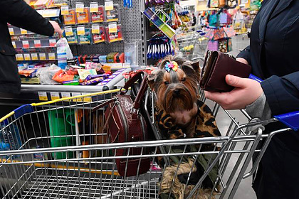 В Госдуму внесен законопроект о правилах посещения магазинов и кафе с животными