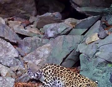 Брачные игры краснокнижных леопардов попали на видео в Приморье
