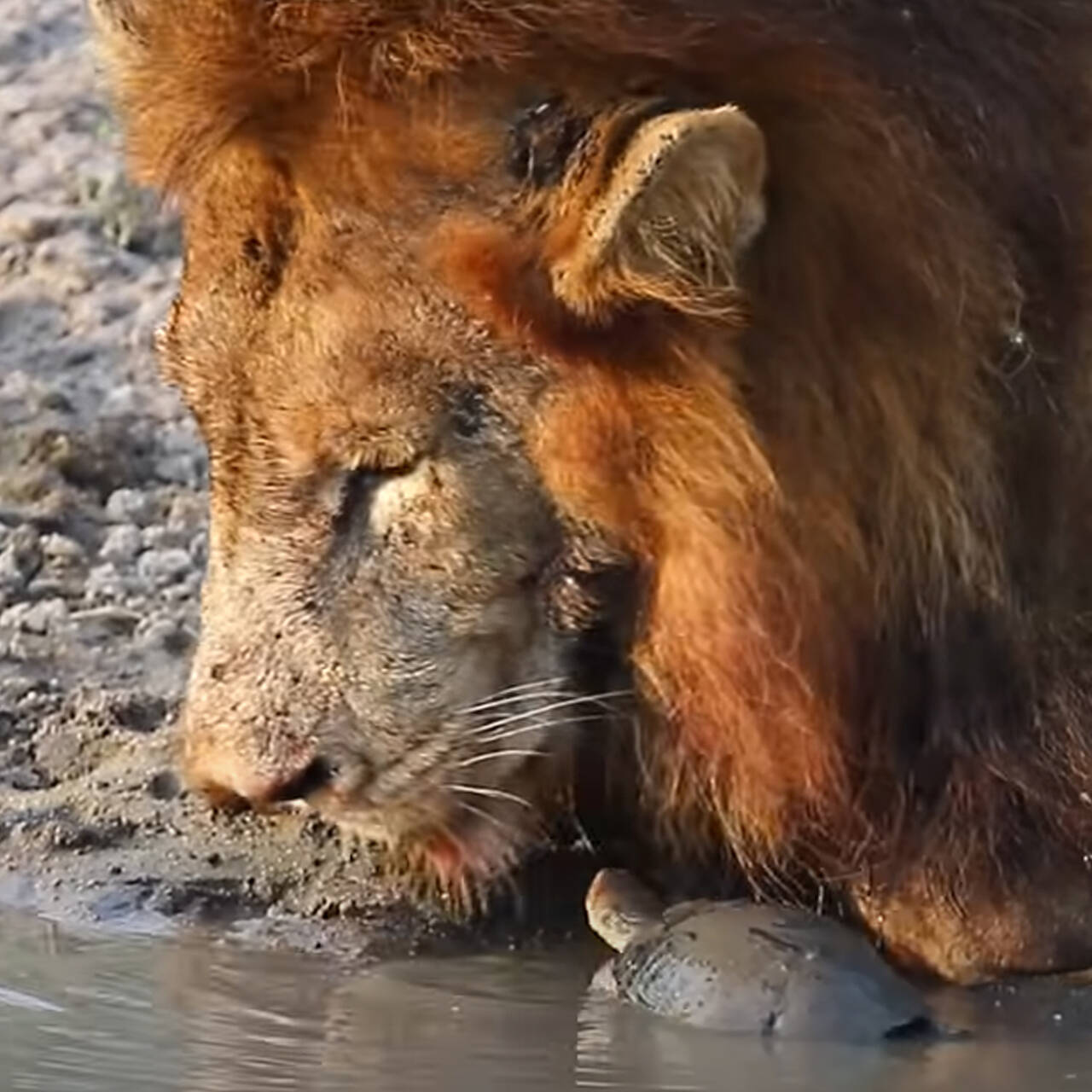 Лева попит. Испорченный Лев. Лев пьет воду. Пьющая львица. Львица пьет воду.