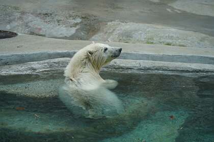 Спасенного в Арктике белого медведя перевезли в Москву