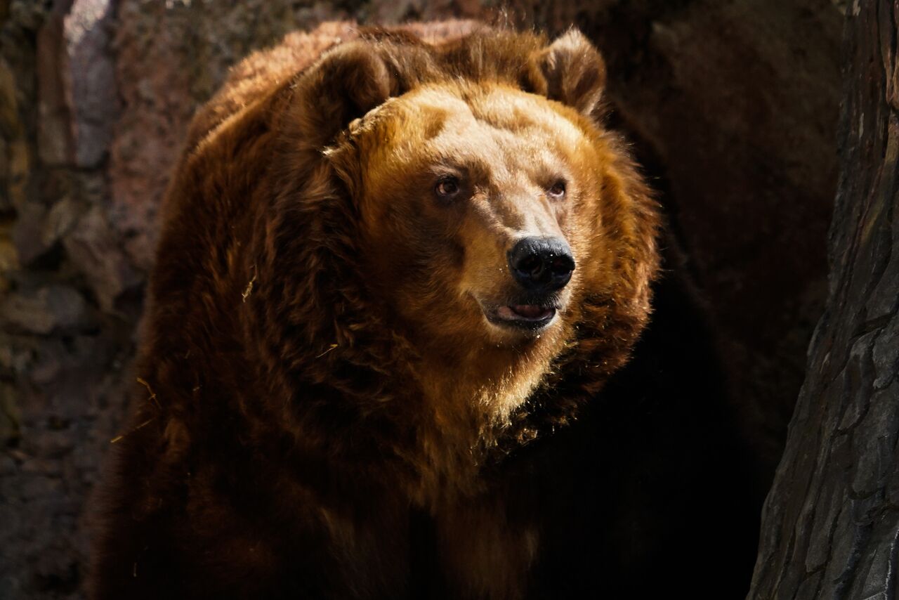 Фото Самого Большого Медведя