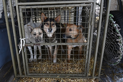 В российском городе из приюта выпустили на волю 500 бездомных собак