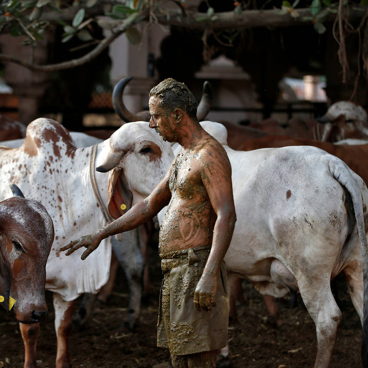 Коровий навоз сушеный прессованный (Cow dung) 20 шт., Gomata