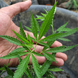 Марихуана куст фото минус линда марихуана