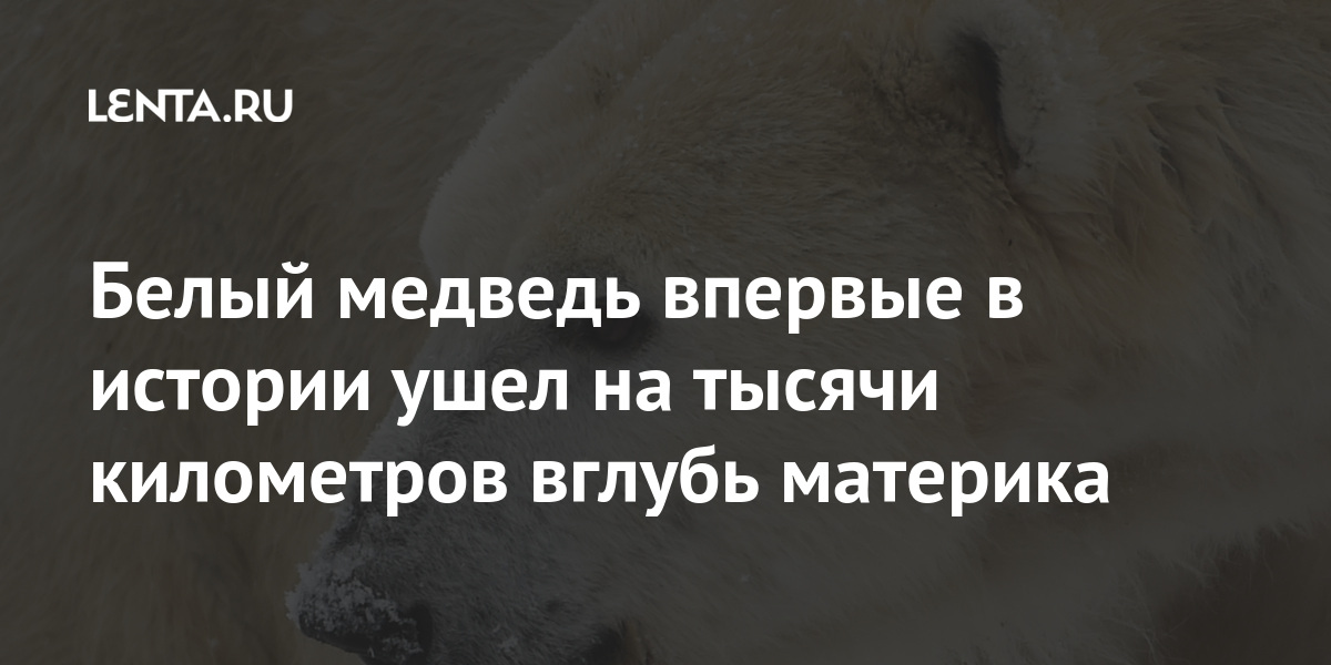 Белый медведь впервые в истории ушел на тысячи километров вглубь ...