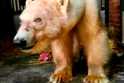 Пойманного в Якутии белого медведя перевезут в Москву