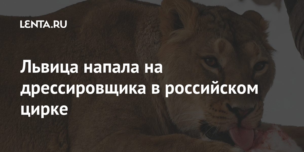Львица напала на дрессировщика в российском цирке: Общество: Россия ...