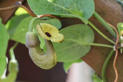 Кирказон крупнолистный — растение из семейства Aristolochia