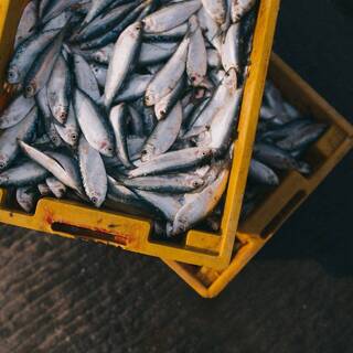 Фото Рыбы Дальнего Востока
