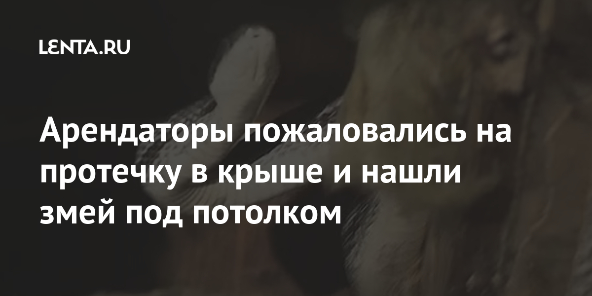 Арендаторы пожаловались на протечку в крыше и нашли змей под потолком ...