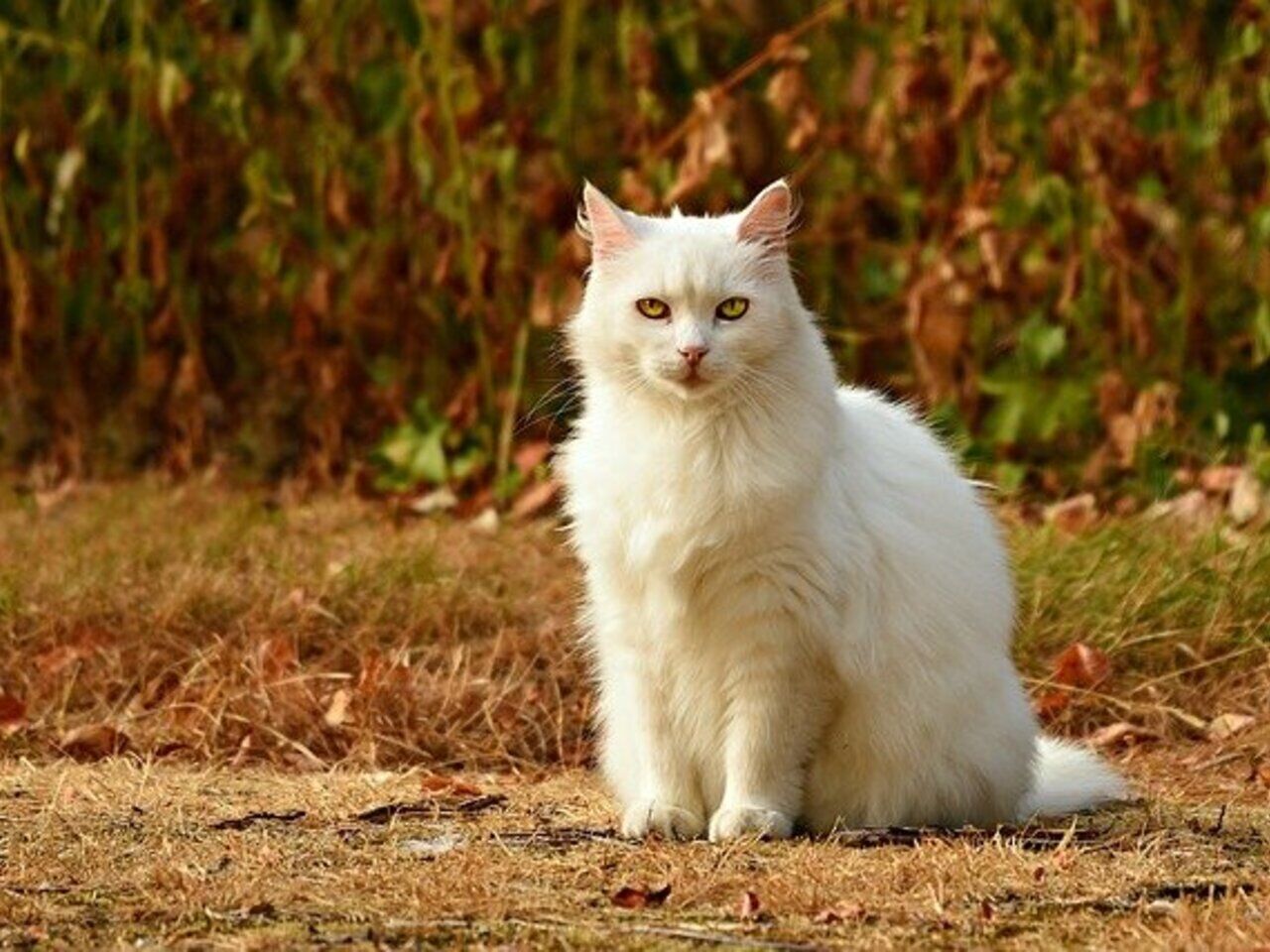 В Северной Корее приказали уничтожить кошек и голубей из-за коронавируса:  Политика: Мир: Lenta.ru