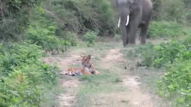 охота тигров на слона