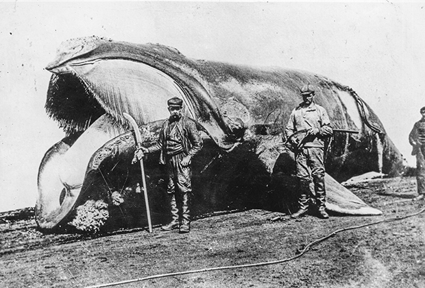 Убитый кит, 1900 год