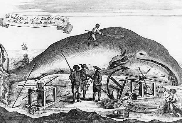 Убитого кита вытаскивают на берег. Немецкая гравюра 1650 года