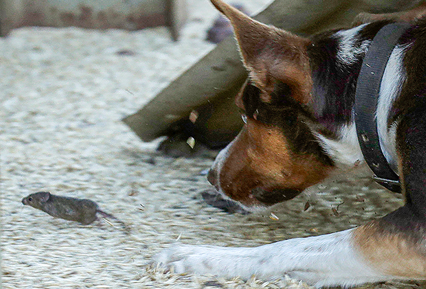 Пес-мышелов гонится за мышью на ферме в районе австралийского города Тоттенем, штат Новый Южный Уэльс