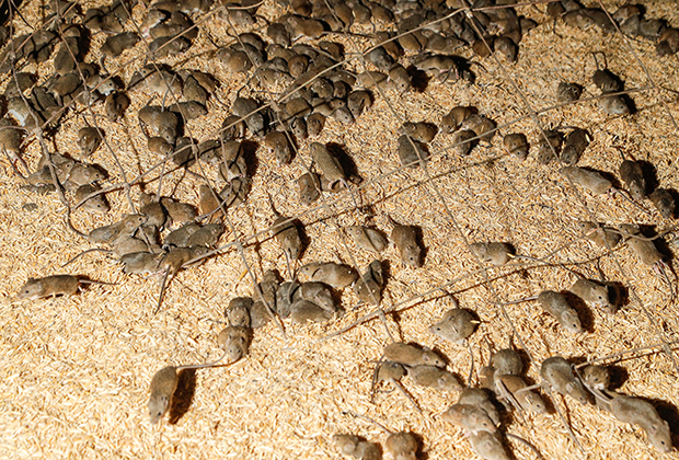Мыши в зернохранилище на ферме в районе австралийского города Тоттенем, штат Новый Южный Уэльс