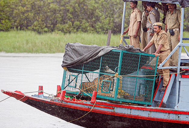 Сотрудники индийского лесного ведомства везут тигра, пойманного в Сундарбане
